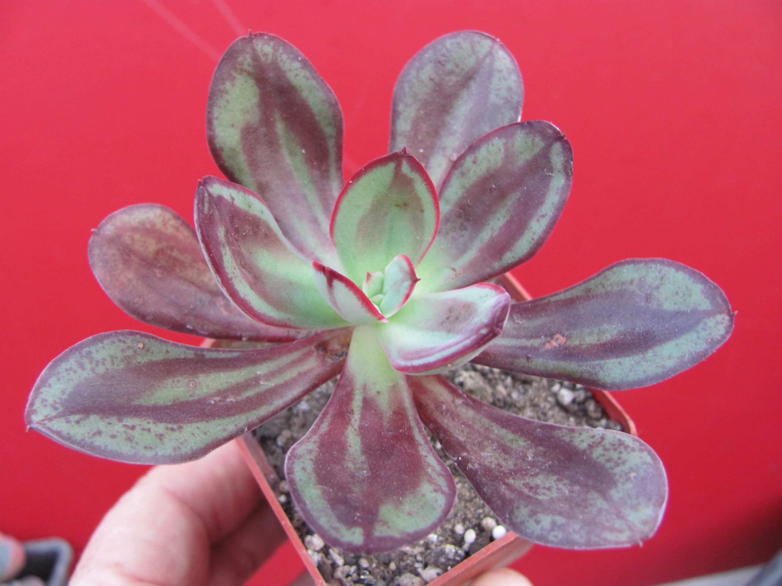 Echeveria   nodulosa