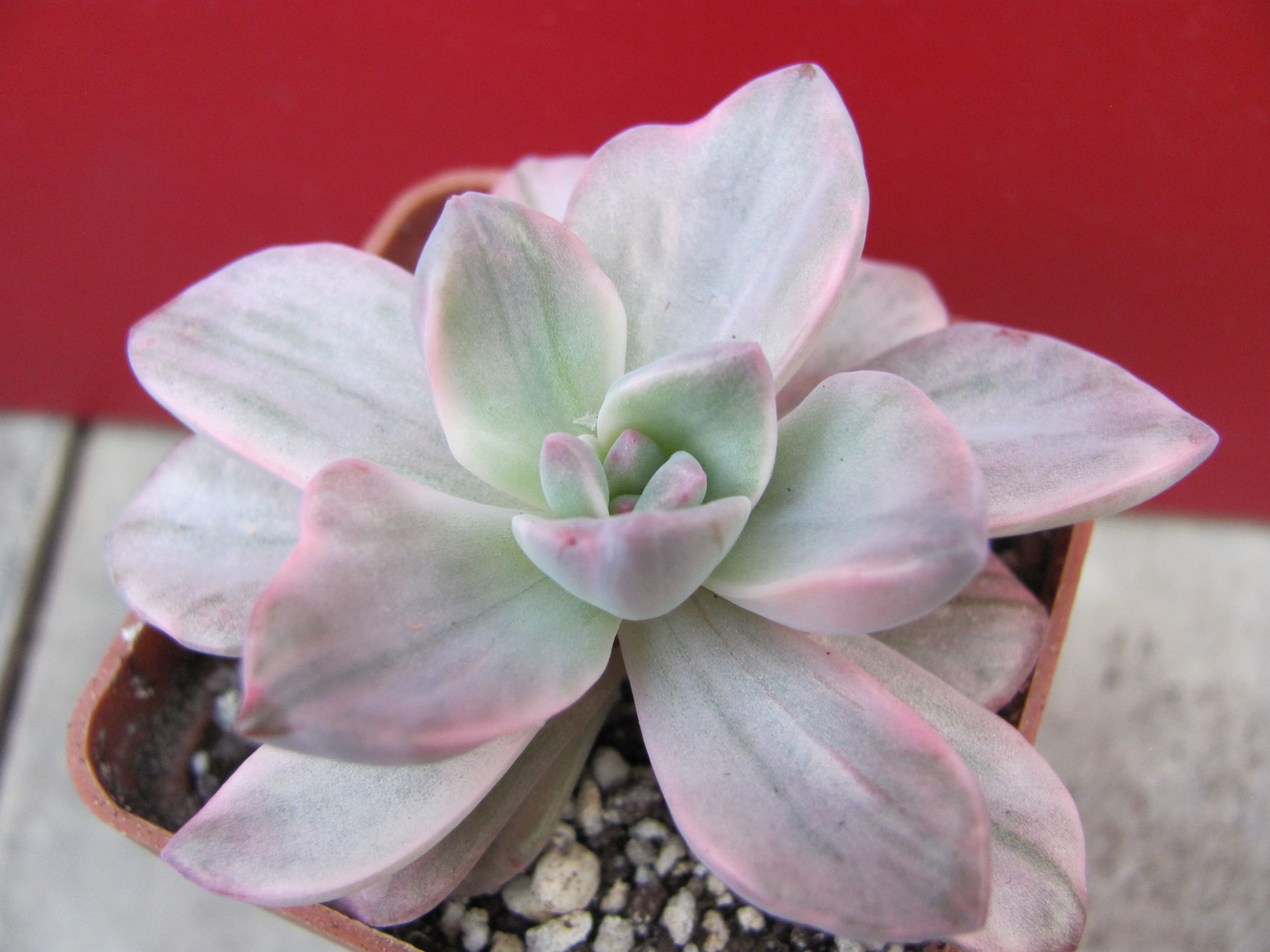 Echeveria     mrs.    Richards