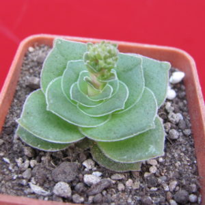 Crassula   hemisphaerica