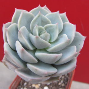 Echeveria    titubans    hybr.
