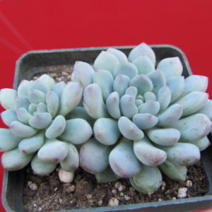 Echeveria    hybr.