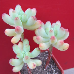 Sedum    pachyphyllum