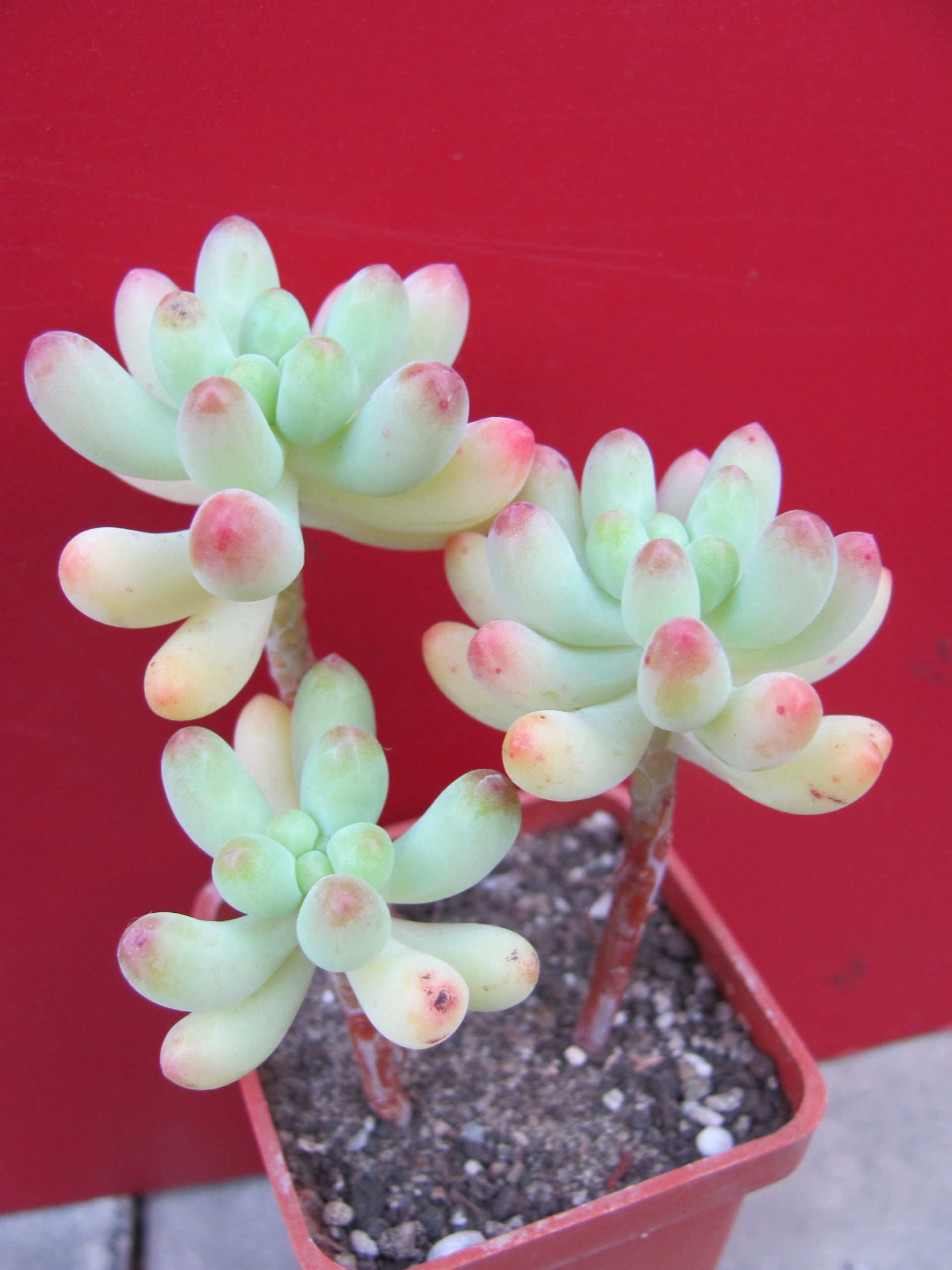 Sedum    pachyphyllum