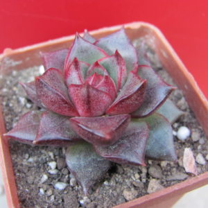 Echeveria    purpusorum    Red