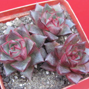 Echeveria     purpusorum    Red        3 разом