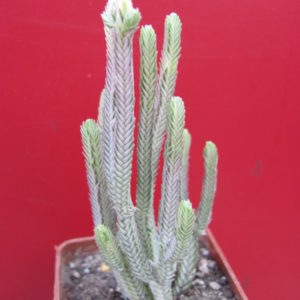 Crassula     licopodioides    variegata