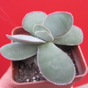 Crassula     cotyledonis
