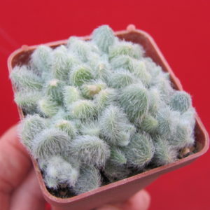 Sedum     hintonii