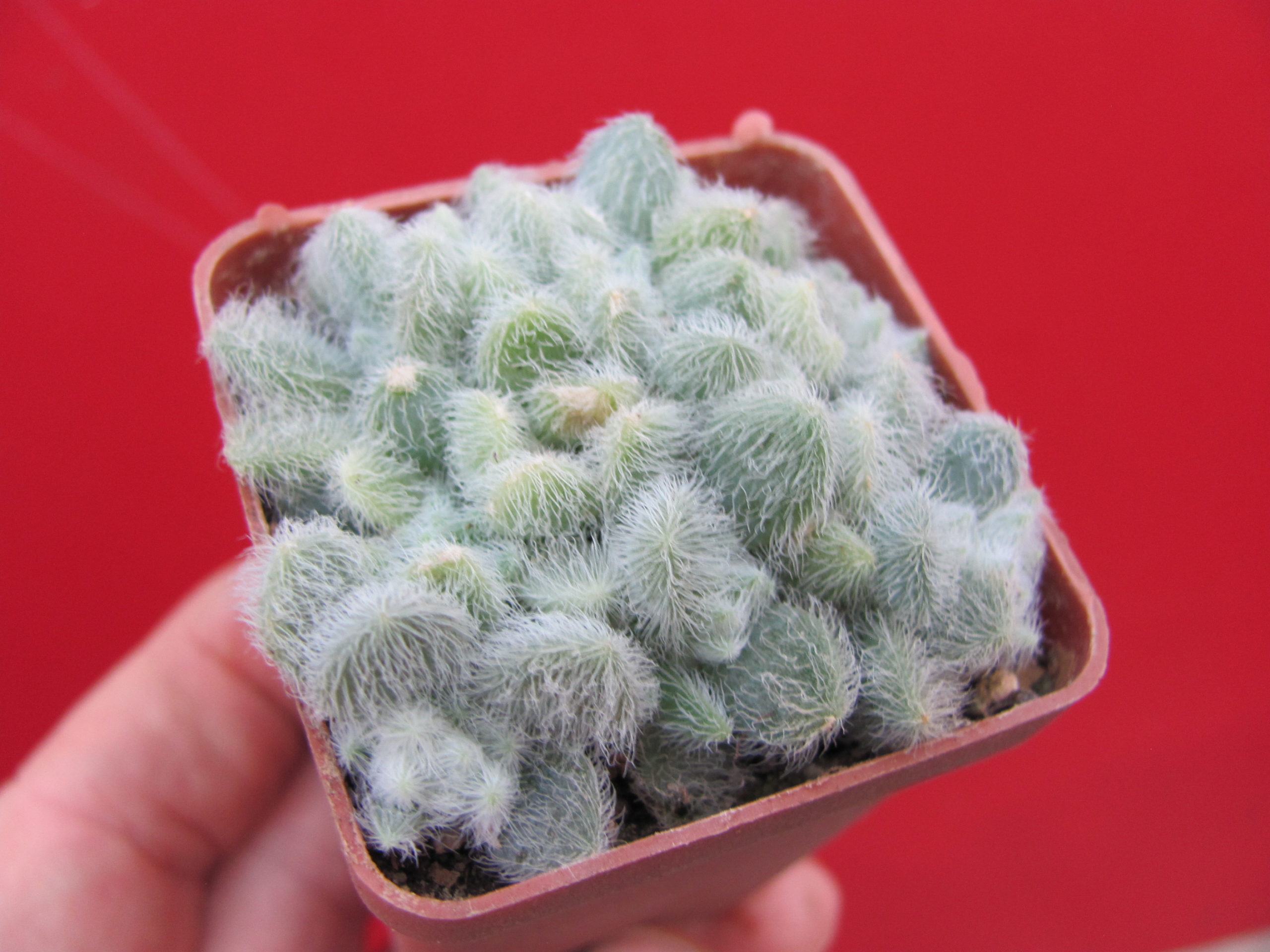 Sedum     hintonii