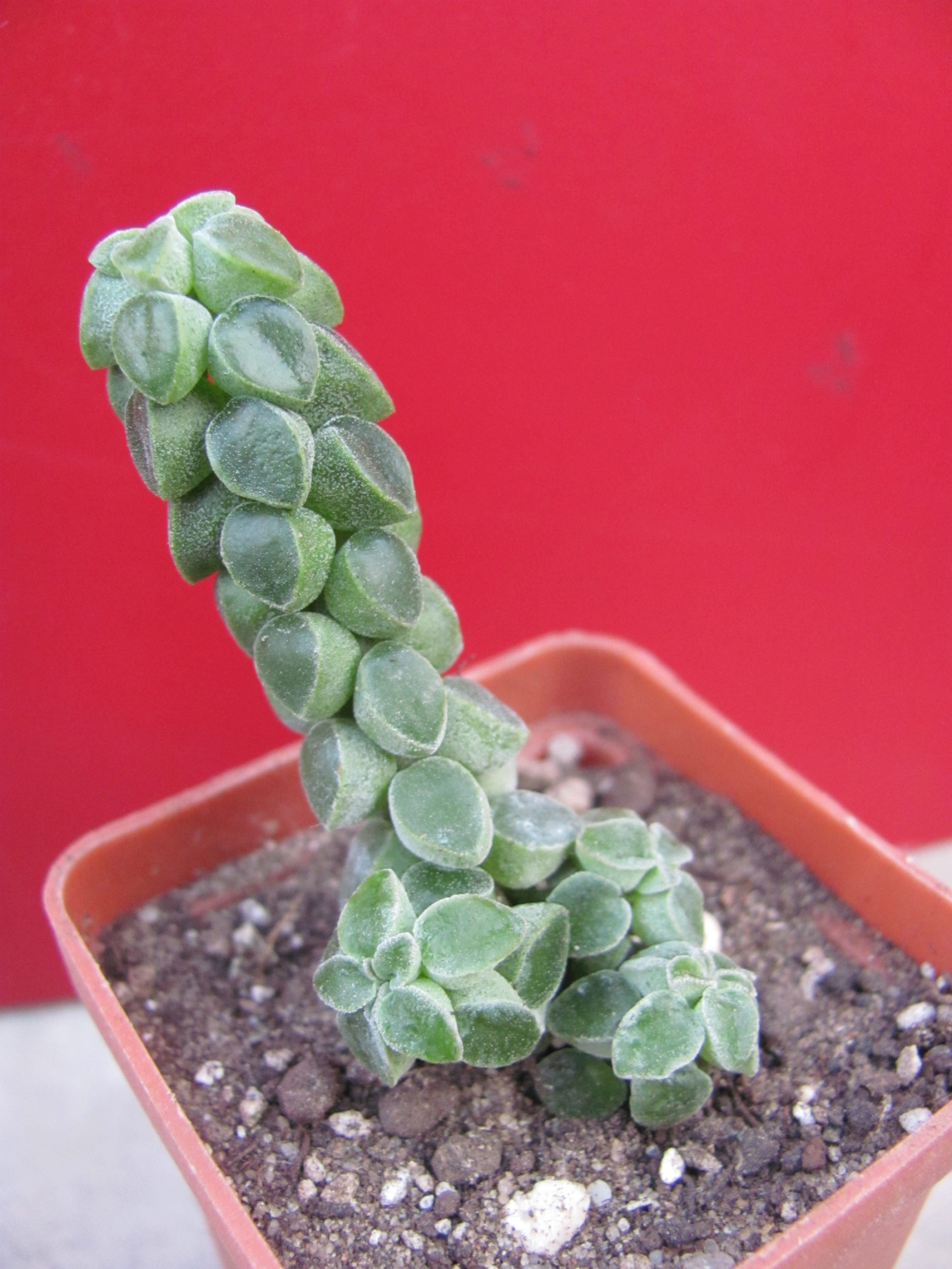 Peperomia    columella