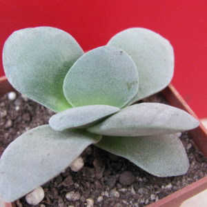 Crassula    Morgans   Beauty