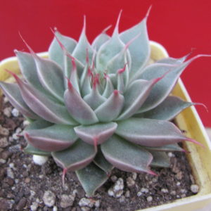 Graptopetallum      Silver   Star