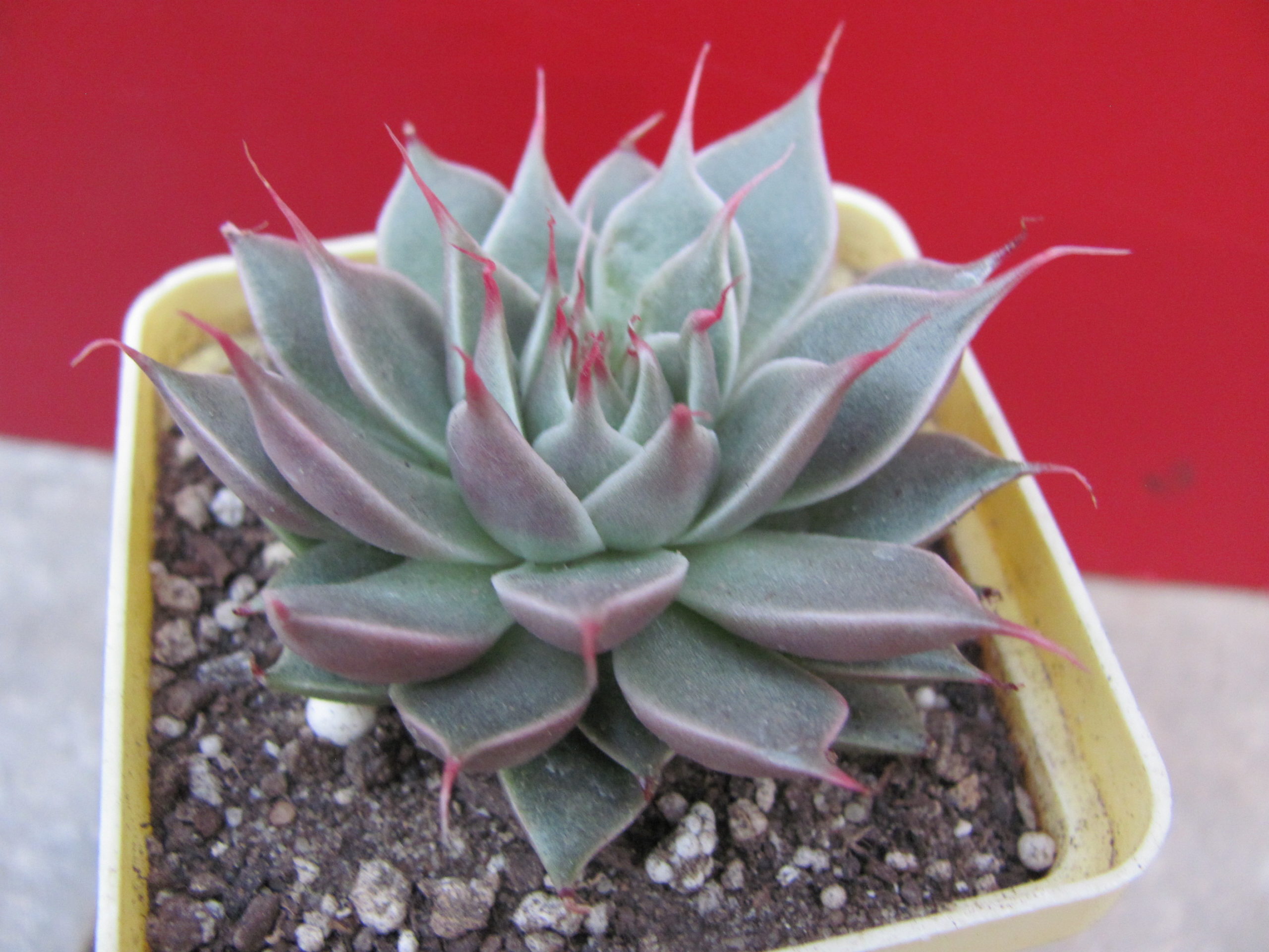 Graptopetallum      Silver   Star