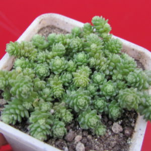 Sedum    compactum