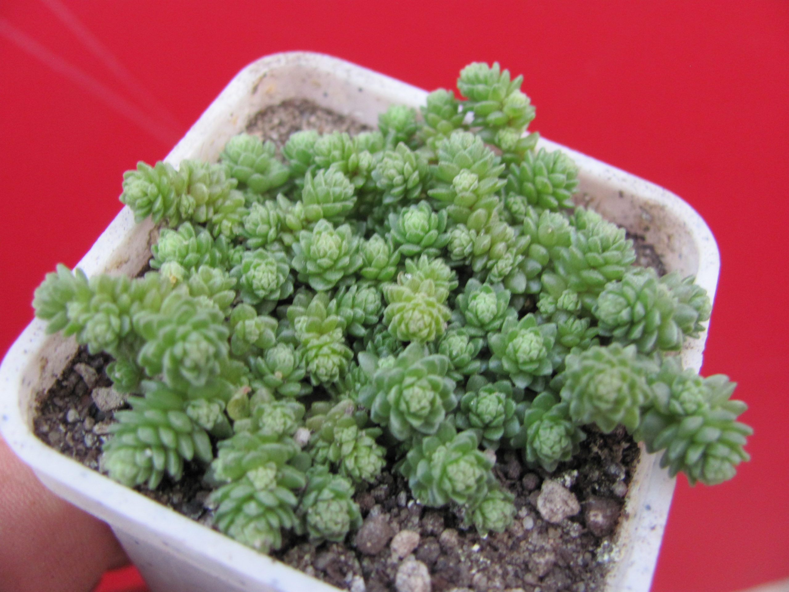 Sedum    compactum