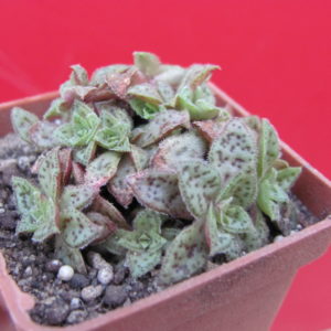Crassula     picturata