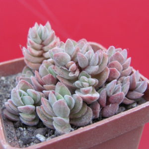 Crassula     velutina