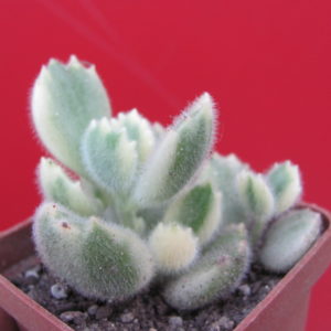 Cotyledon   tomentosa    variegata