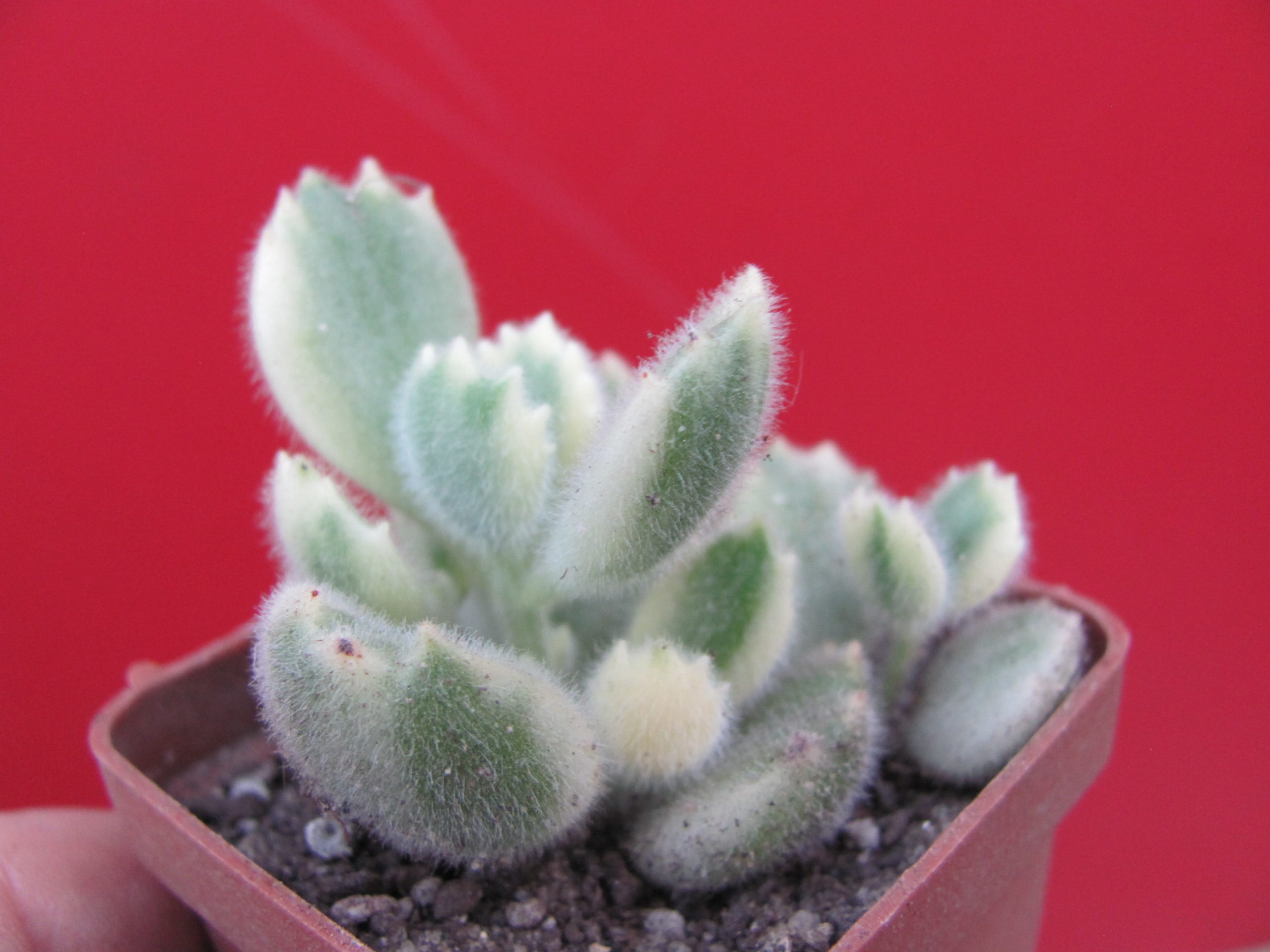 Cotyledon   tomentosa    variegata