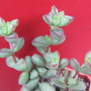Crassula    laginosa