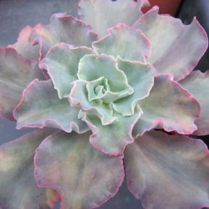 Echeveria     *    Curly*    variegata