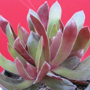 Crassula   rosularis