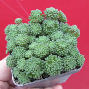 Monanthes    polyphylla