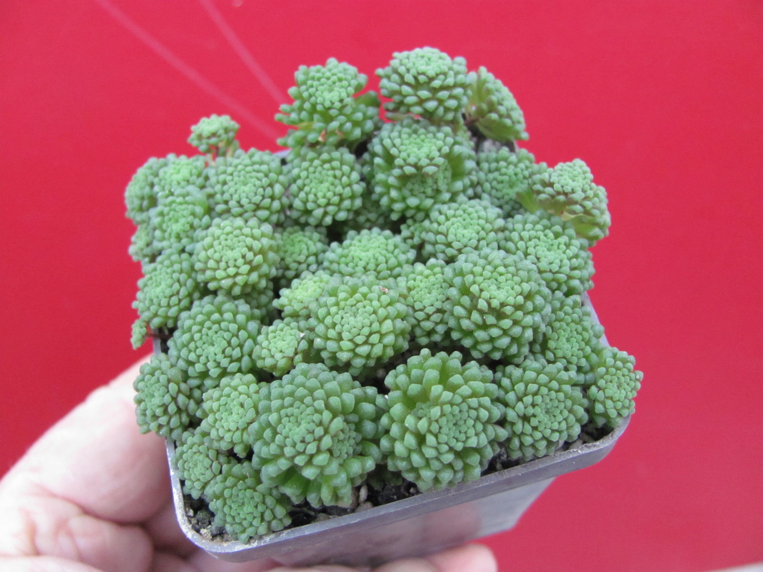 Monanthes    polyphylla