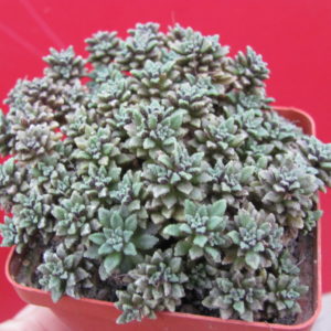 Monanthes    subcrassicaulis