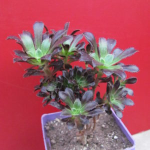 Aeonium    atropurpureum