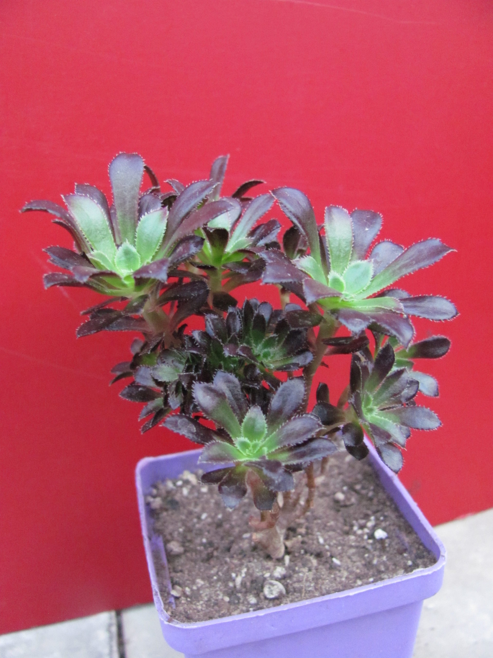 Aeonium    atropurpureum