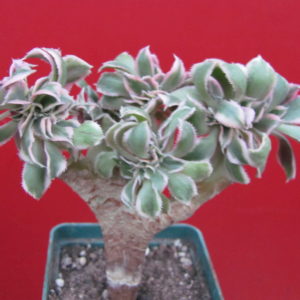 Aeonium    Sunburst   cristata   variegata