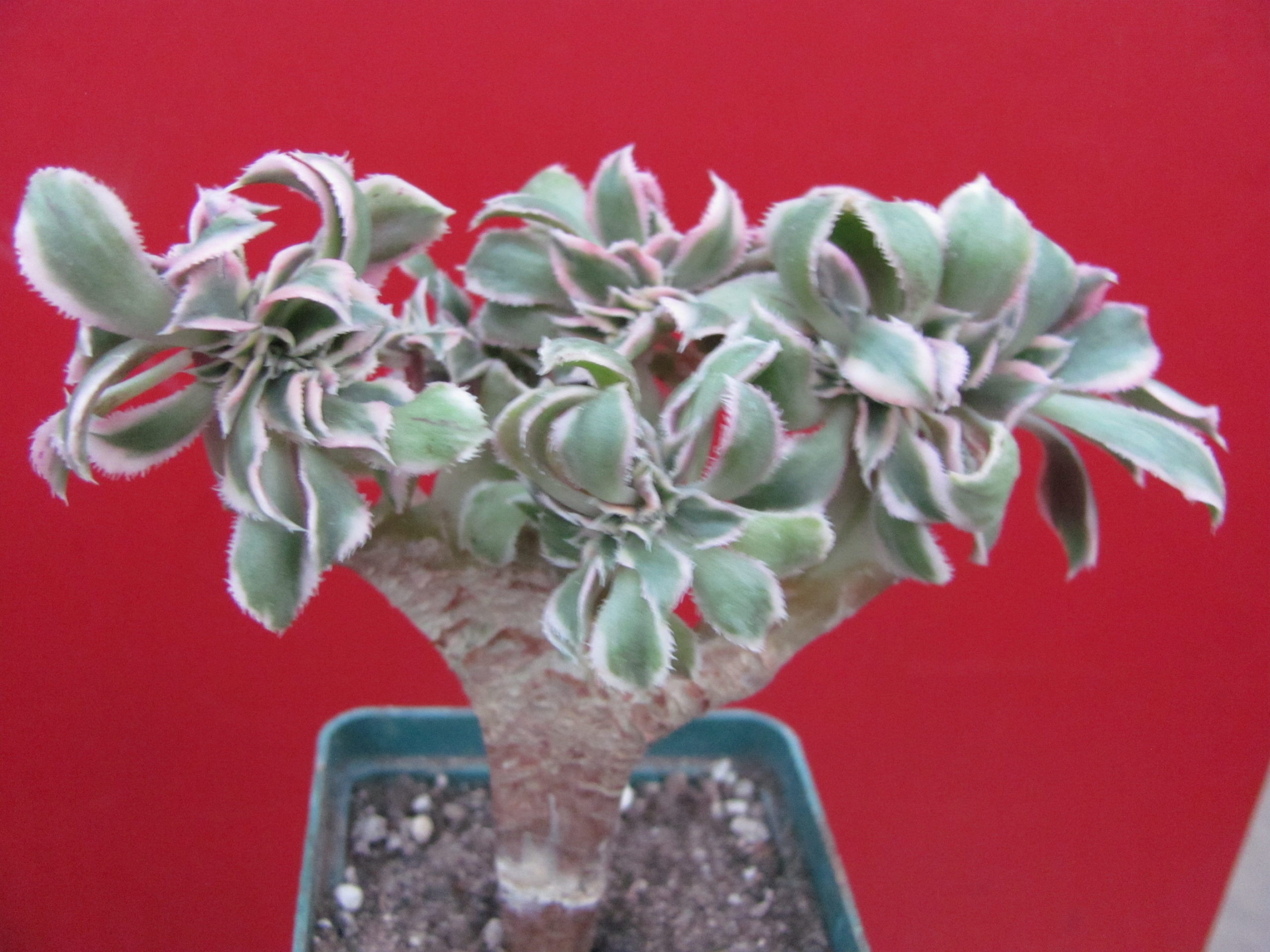 Aeonium    Sunburst   cristata   variegata