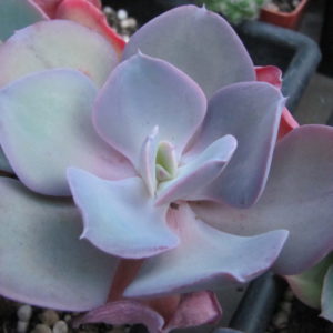 Echeveria    hybr.