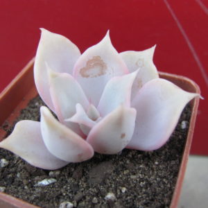 Echeveria    lilacina     Rosea