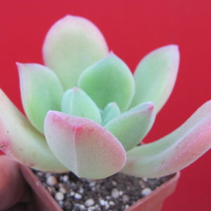 Echeveria     pulvinata   Ruby    hybr.