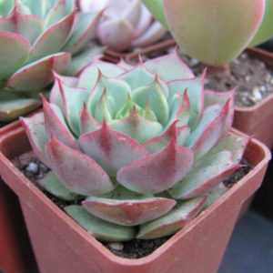 Echeveria     Ramillette