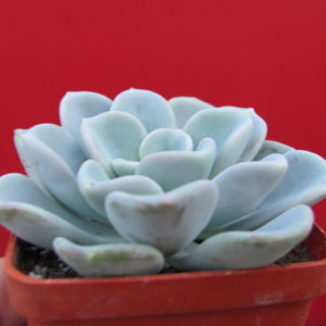 Echeveria     Orpet
