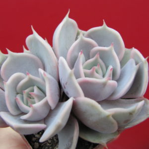 Echeveria     lilacina  x  Debbie