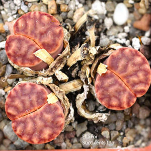 насіння lithops bromfildii C40 seeds