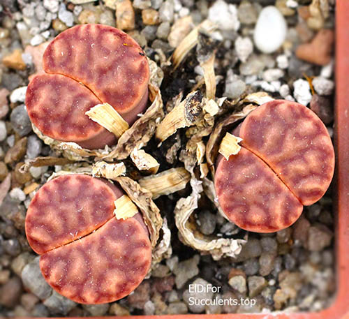 насіння lithops bromfildii C40 seeds