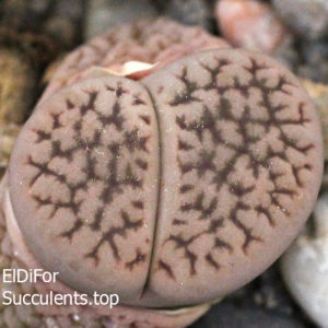 насіння lithops hookeri C340 seeds