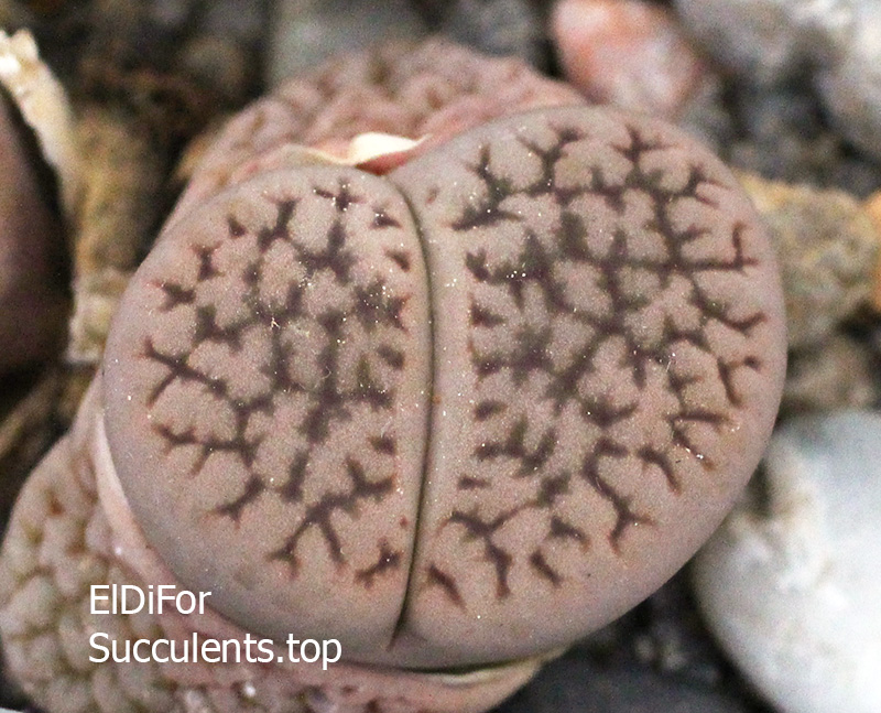 Lithops Hookeri var. Hookeri C340 IMG_3167 копия Lithops Hookeri var. Hookeri C340 IMG_3167 копия