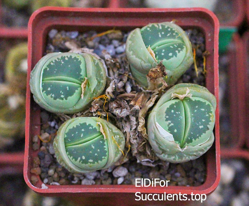 насіння lithops olivacea C55 seeds