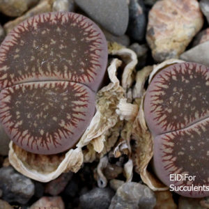 насіння lithops aucampiae C54 seeds