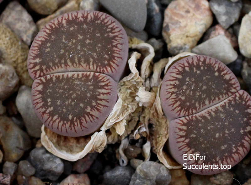 насіння lithops aucampiae C54 seeds