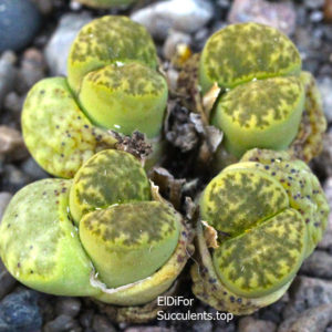 насіння lithops bromfildii C362 seeds