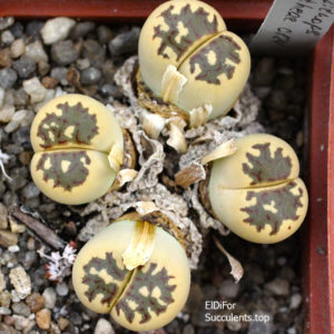 насіння lithops dorothea C124 seeds