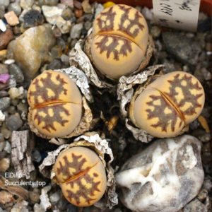 насіння lithops dorothea C124 seeds