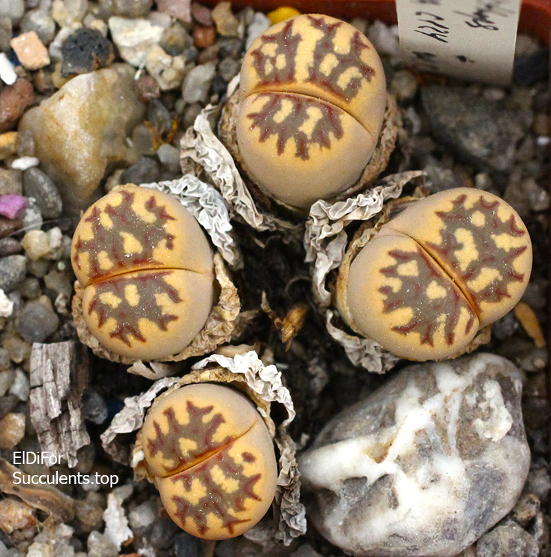 Lithops dorotheae C124 IMG_3512 копия Lithops dorotheae C124 IMG_3512 копия